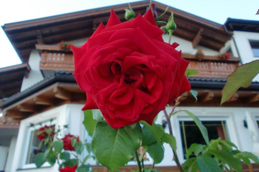 Hotel Viktoria Castelrotto Ngoại thất bức ảnh